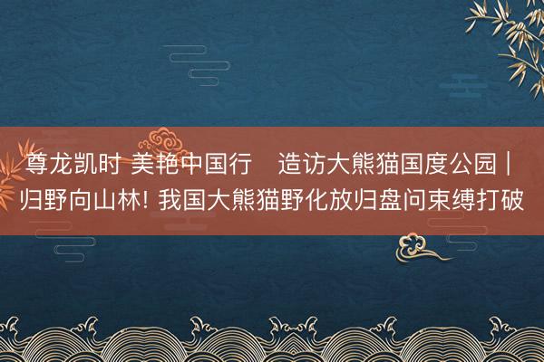 尊龙凯时 美艳中国行・造访大熊猫国度公园 | 归野向山林! 我国大熊猫野化放归盘问束缚打破
