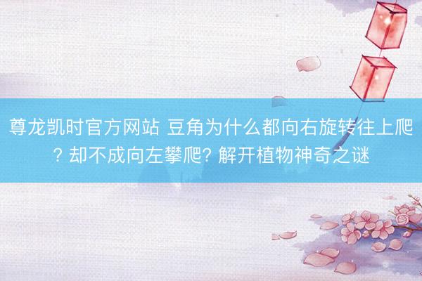 尊龙凯时官方网站 豆角为什么都向右旋转往上爬? 却不成向左攀爬? 解开植物神奇之谜